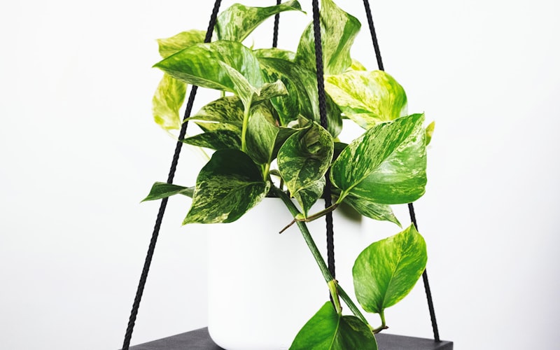 英超联赛深度分析文章配图 - 球员在场上奔跑